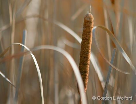 Autumn Cattail_22951.jpg - Autumn cattails photographed at Ken Reid Conservation Area near Lindsay, Ontario, Canada.